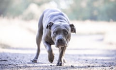 An American Bully XL dog in a menacing-looking crouch