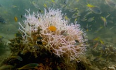 Newly bleached coral on the Great Barrier Reef near Palm Island