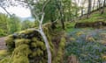 Trees and moss-covered woodland with bluebells