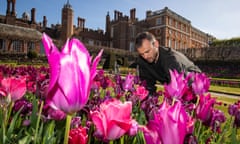 Gardener tending to tulips at Hampton Court Palace