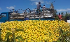 2015 12 04 Photos from Katine : Oranges near Charles Eyagu's garden in Katine after truck taking them to the Kenyan border got stuck