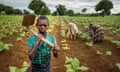 Tiyamike Phiri, 14, an orphaned child labourer, at work on a tobacco plot belonging to her brother’s family in Malawi.