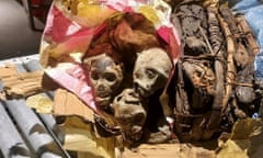 remains of four mummified monkeys