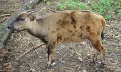 An anoa in Jakarta zoo