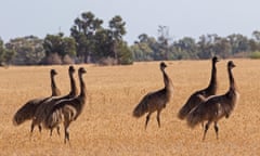 flock of emus against yellow plains