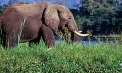 an elephant