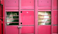 A cow looks out from a transport truck after being sold at the livestock market by auctioneers. 