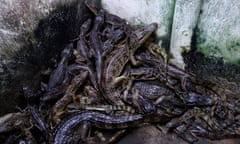 A pile of caimans in a concrete pit