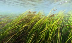 Seagrass meadow in shallow sea, Channel Islands, UK.<br>2G6816W Seagrass meadow in shallow sea, Channel Islands, UK.