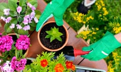 Hands in green gloves plant flowers in pot