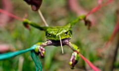 A leaf frog is stretched out and prodded to extract the kambo