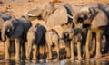 Elephants drinking in the Okavango River