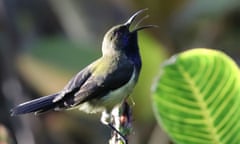 Pic 5. Príncipe sunbird at Bom Bom