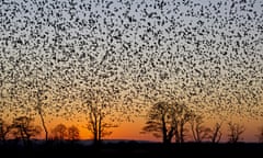 Common Starling (Sturnus vulgaris) flock, in roosting flight, silhouetted at sunset, Somerset, England, january<br>CNJKT2 Common Starling (Sturnus vulgaris) flock, in roosting flight, silhouetted at sunset, Somerset, England, january