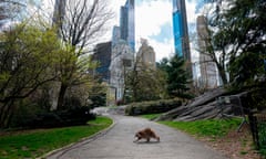 A racoon walks in an almost deserted Central Park, New York, April 2020.