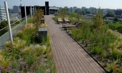 Rooftop with path running through wildflowers and wild plants