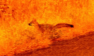 A fox runs through flames