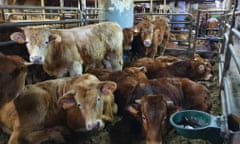 Cattle on the Karim Allah in Cartagena