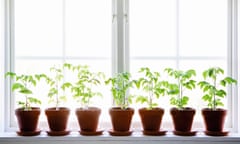Photograph of row of potted plants on windowsill