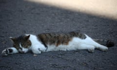 Larry the Downings Street cat lays in the road in Downing Street, London, Britain July 24, 2018. REUTERS/Hannah McKay