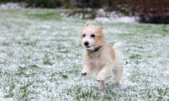 Dilyn in the snow in the garden of No 10 Downing Street. 