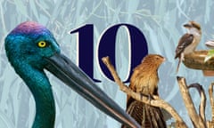 Bird Quiz for 10 Quick Questions 23 September 2021 Guardian Australia
