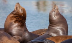 Sea lions