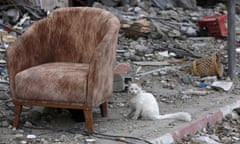 A white cat sits next to an armchair amid rubble