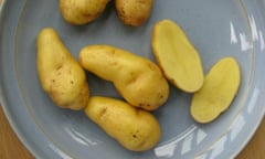 Harvested potatoes ‘Kifli’ on plate