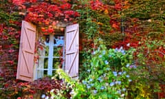 French house front and window lost under scarlet ivies and flowering morning glory