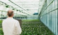 A scientist holding a laptop examining plants in a greenhouse