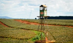 In a field of green plants, we see a lookout toward in the centre. The Del Monte logo is visible on the sides of the cabin at the top of the tower.