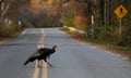 A wild turkey in Newbury, Massachusetts. The population of wild turkeys has ballooned in Massachusetts in recent years. 