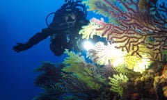 A diver shines a torch on a large sea fan soft corals