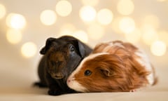 A pair of guinea pigs, one light brown and white, the other dark brown.