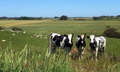 A Victorian dairy herd