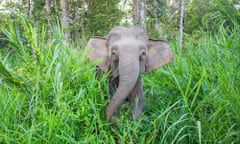 A small Asian elephant amid long grass