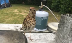 Song thrush beside a gas canister