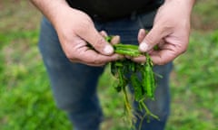 A worker at the Green Pea Company holds shredded pea pods