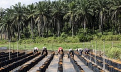 Workers plant oil-palm seeds at a plantation in the Muallim district of Malaysia