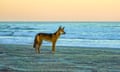 A dingo next to the ocean on K’gari