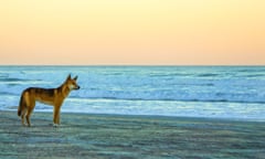 Dingo at sunset on beach