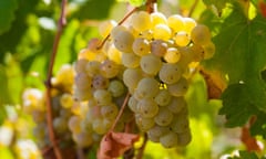 Harvest of Riesling wine grapes in Lenswood vineyard of the Adelaide Hills in South Australia