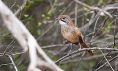 A Mukarrthippi grasswren, nominated by the CSIRO as one Australia's most endangered birds