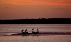 Birds at sunrise on the Coorong near the mouth of the Murray River where it flows into the Great Australian Bight. Photograph taken in 2013. Photograph by Mike Bowers. Guardian Australia