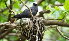 A black noddy tern in a pisonia tree on Lady Musgrave Island