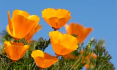 Close-up of Blooming California Poppy