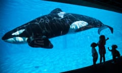 Young children get a close-up view of an Orca killer whale during a visit to SeaWorld in San Diego, California<br>Young children get a close-up view of an Orca killer whale during a visit to the animal theme park SeaWorld in San Diego, California, in this file photo taken March 19, 2014. Bowing to years of pressure from animal rights activists, U.S theme park operator SeaWorld said on Thursday it would stop breeding killer whales and that those currently at its parks would be the last. REUTERS/Mike Blake/Files