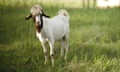 A goat in a field