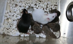 Dorami, the black mouse on the left, is the first cloned mouse from freeze-dried skin cells and her offspring The white mouse is a normal male mouse for mating, and the small brown mice are Dorami's mouse pups